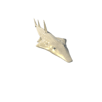 Shovelnose shark